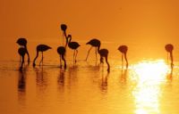 Altn Sularn Flamingolar