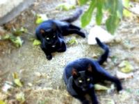 Kedi Taklidi Yapan Jaguarlar :) - Fotoraf: Hakan Duran fotoraflar fotoraf galerisi. 