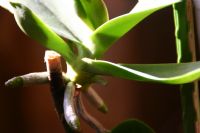 Orkide Yavrusu - Fotoraf: akir Alparslan fotoraflar fotoraf galerisi. 