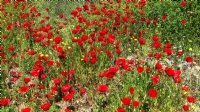 Gelincik �i�ekleri (papaver Rhoeas) 2026 Bahar�nda