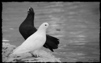 Siyah Beyaz Ak - Fotoraf: Eray Cinar fotoraflar fotoraf galerisi. 