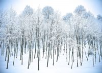 Winter - Fotoraf: Ludmila Yilmaz fotoraflar fotoraf galerisi. 