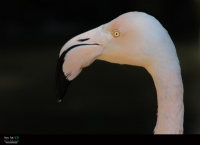 ::: ...  Flamingo ...  ::: - Fotoraf: Deniz Tetik fotoraflar fotoraf galerisi. 