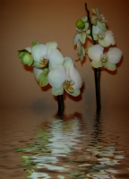 Orkidem