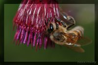 Hymenoptera - Fotoraf: Doan  Erhan Ersoy fotoraflar fotoraf galerisi. 