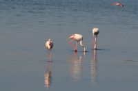 Flamingolar - Fotoraf: Muharrem zkayahan fotoraflar fotoraf galerisi. 
