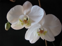 Beyaz Orkide - Fotoraf: zzet ... fotoraflar fotoraf galerisi. 