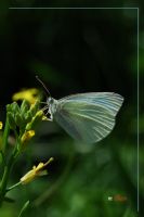Beyaz Kelebek - Fotoraf: Mahsum lhan fotoraflar fotoraf galerisi. 