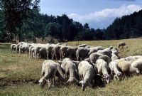 Keles Yaylasnda Koyunlar-bursa - Fotoraf: Sencer Tmer fotoraflar fotoraf galerisi. 