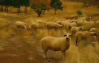 Hafzn Koyunlar-2