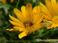 Festival Of Pollens Series - Fotoraf: Sheyl Gnaydn... fotoraflar fotoraf galerisi. 