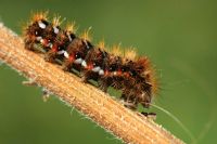 Kakts Trtl(acronicta Rumicis)