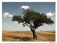 Yaln�zl�k Da Bir Yerdir...