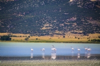 All Turna (flamingo) - Fotoraf: Selim Selimolu fotoraflar fotoraf galerisi. 