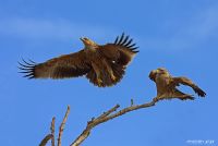 mperial Eagle - Fotoraf: Menderes Atay fotoraflar fotoraf galerisi. 