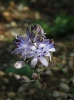 Scilla Autumnalis