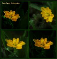 Yellow Fractal Quadruplication - Fotoraf: Atlm Glen fotoraflar fotoraf galerisi. 