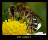 Bee Macro I