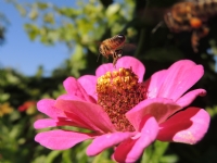 Honey Bee & Flower