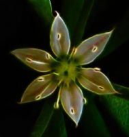 Fractal Hell Flower - Fotoraf: Atlm Glen fotoraflar fotoraf galerisi. 