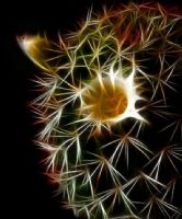 Prickly White Fractal Fantasy - Fotoraf: Atlm Glen fotoraflar fotoraf galerisi. 