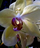 Orkide 1