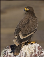 Bozkr Kartal Steppe Eagle / Aquila Nipalensis