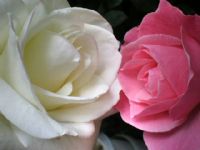 Pink And White Rose - Fotoraf: mr ncili fotoraflar fotoraf galerisi. 