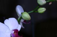 Orkideler - Fotoraf: akir Alparslan fotoraflar fotoraf galerisi. 