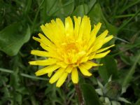 Taraxacum Officinale (karahindiba)