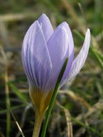 Crocus Biflorus Subsp.  Adamii