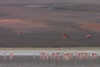Flamingo - Fotoraf: Zafer Tekin fotoraflar fotoraf galerisi. 