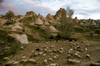 Koyunlar - Fotoraf: Abdullah eki fotoraflar fotoraf galerisi. 