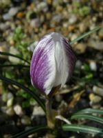 Crocus Biflorsu Subsp.  Nubigena - Fotoraf: brahim Szen fotoraflar fotoraf galerisi. 