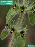 Karaçay