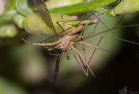 Arachnida Vs.  Tupilidae - Fotoraf: Doan  Erhan Ersoy fotoraflar fotoraf galerisi. 