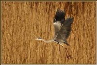Gri Balkl / Grey Heron - Fotoraf: Hamit Bozta fotoraflar fotoraf galerisi. 