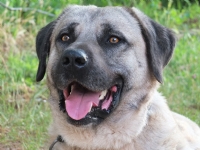 Kangal Kpei