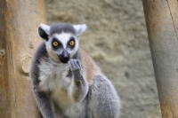 Lemur - Fotoraf: Turhan Andac fotoraflar fotoraf galerisi. 