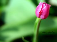 Pink Tulips - Fotoraf: Kamena Ayval fotoraflar fotoraf galerisi. 