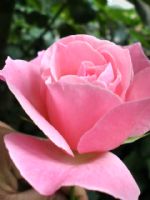 Pink Rose - Fotoraf: mr ncili fotoraflar fotoraf galerisi. 