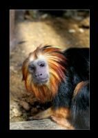 Golden Headed Lion Tamarin