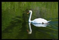 The White Swan - Fotoraf: Ozan Veranyurt fotoraflar fotoraf galerisi. 
