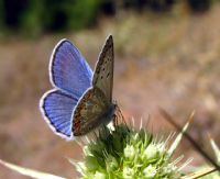 25 - okgzl Mavi (polyommatus carus) - Fotoraf: Ertan Ertem fotoraflar fotoraf galerisi. 