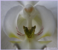 Orkide - Fotoraf: Hseyin etin Karagz fotoraflar fotoraf galerisi. 