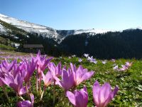 Yayla Resimleri