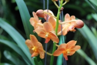 Tayland Orkidesi