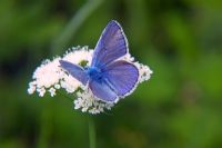 Mavi Kelebek