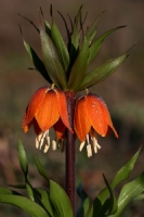 Ters Lale (fritillaria mperialis)