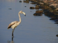 Gen Flamingo - Fotoraf: Hakk Ukun fotoraflar fotoraf galerisi. 